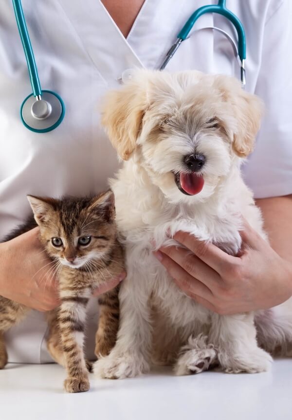 love your pet