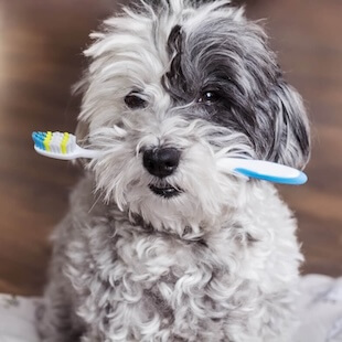 Pet Dental Care in Friendswood