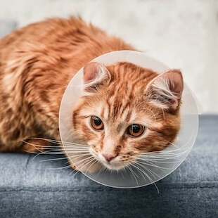 Pet Surgery in Friendswood