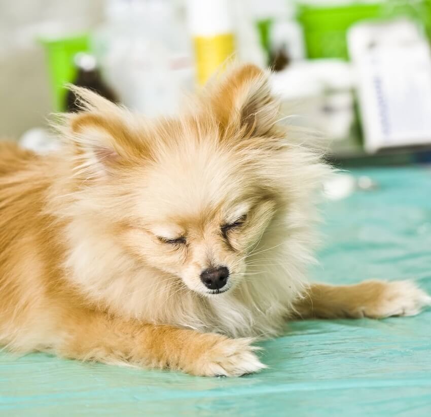 Pet Urgent Care in Friendswood