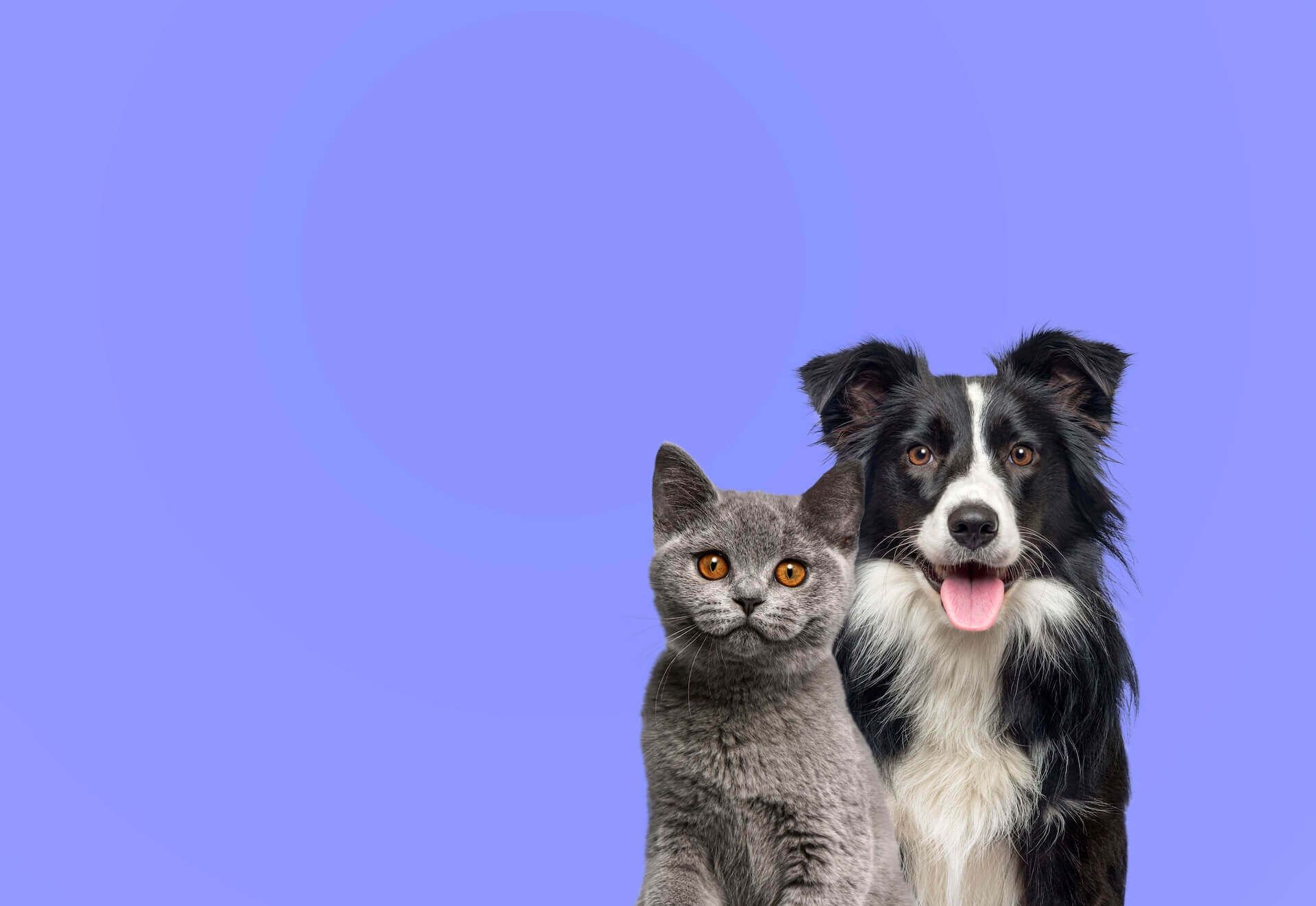 Friendswood Veterinarian