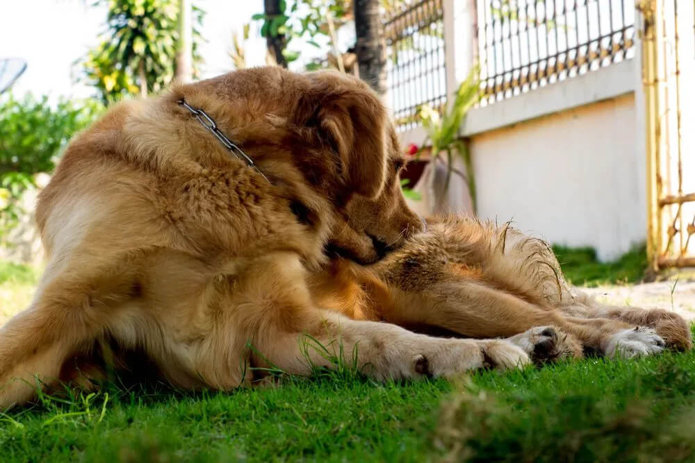 flea control 