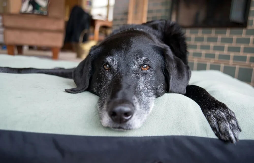 older pets