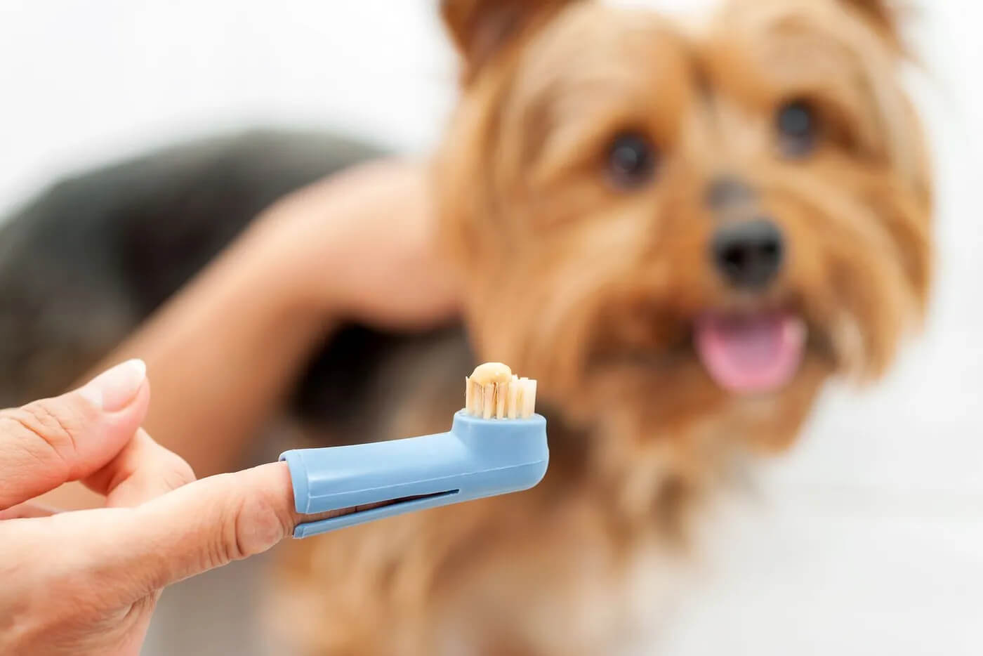 pet dental care