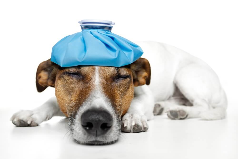 pet exams