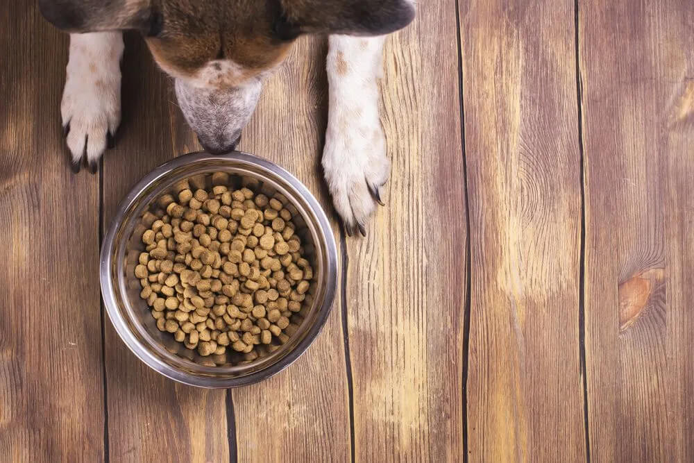 pet nutrition 