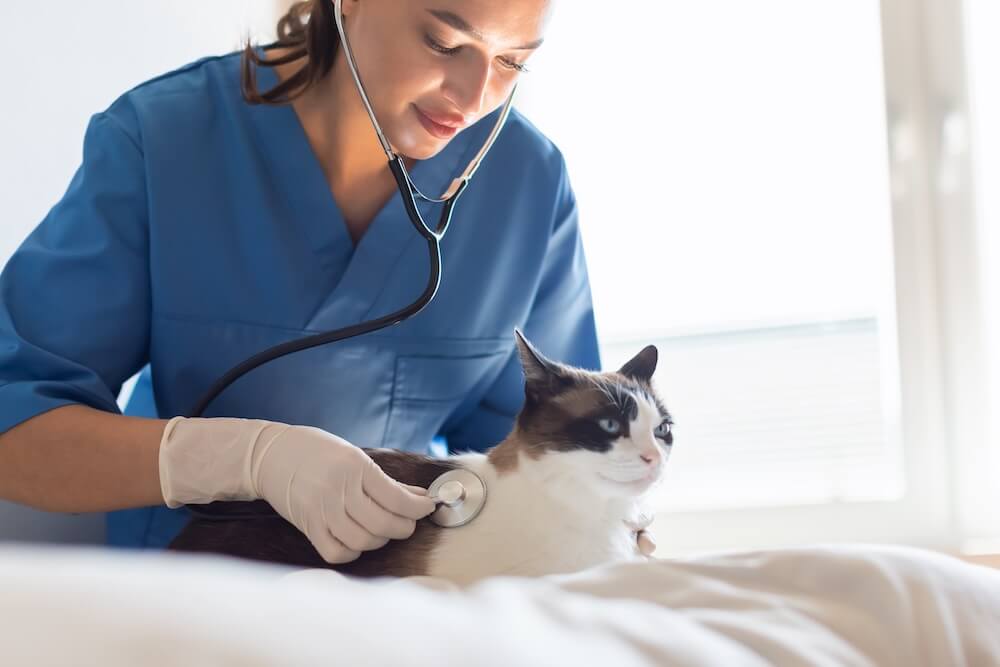 pet surgery