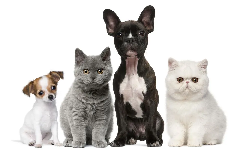 puppies and kittens