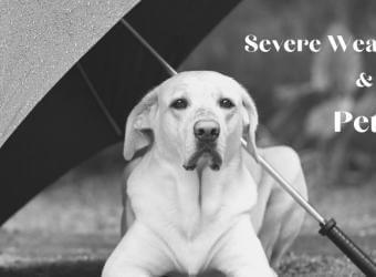 Severe Weather Prep and Planning for Pets